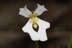 Stylidium androsaceum