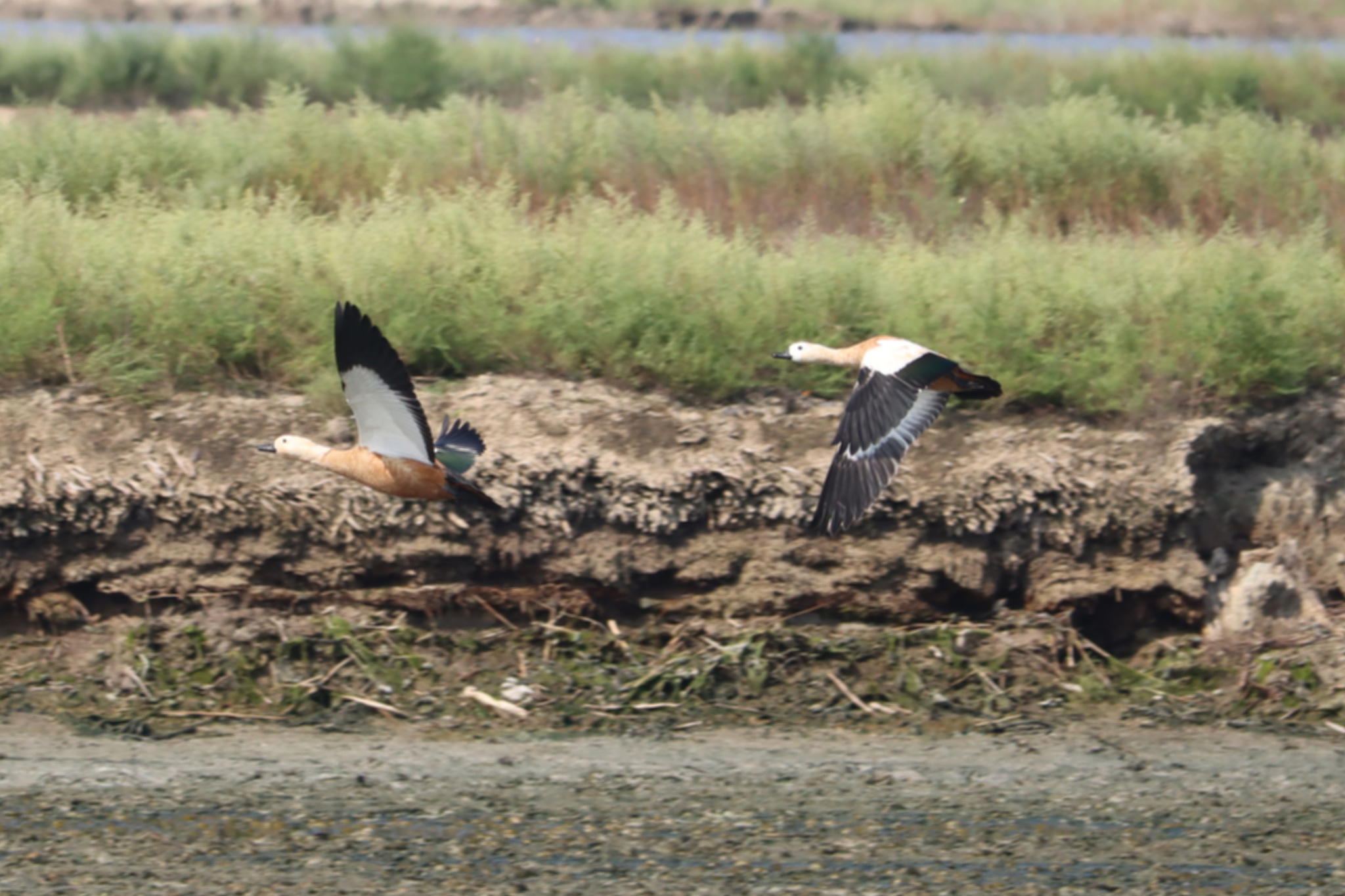 Ruddy Shelduck