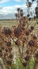Leucadendron lanigerum lanigerum