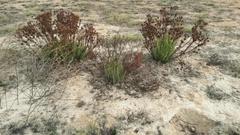 Leucadendron lanigerum lanigerum