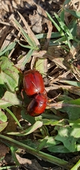 Chrysolina staphylaea