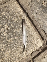 Columba livia domestica