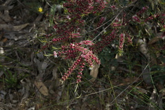 Hypocalymma angustifolium