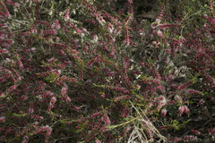 Hypocalymma angustifolium