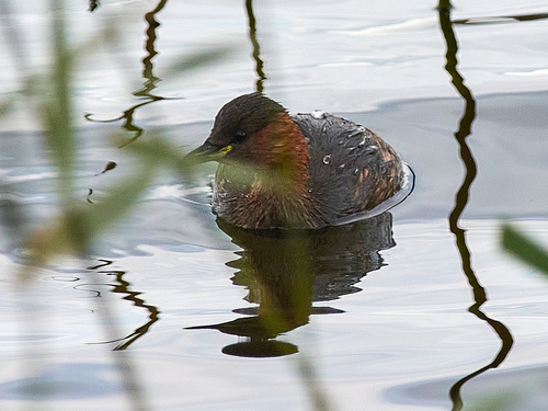 Zampullín común (Tachybaptus ruficollis)