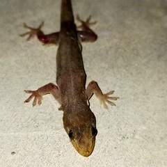 Gehyra mutilata