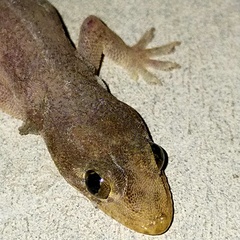 Gehyra mutilata