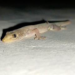 Gehyra mutilata