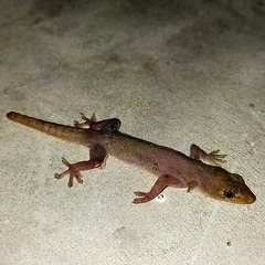 Gehyra mutilata