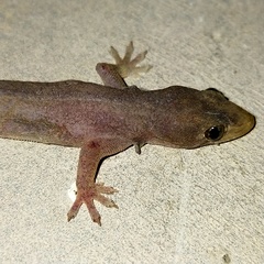 Gehyra mutilata