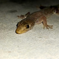 Gehyra mutilata