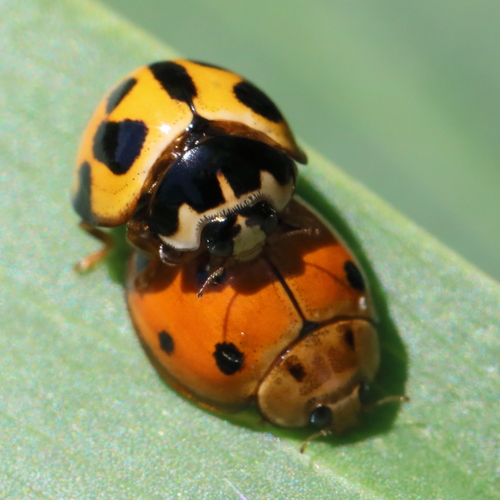 Variable Ladybird Beetle (Coelophora inaequalis), a species recorded in Florida