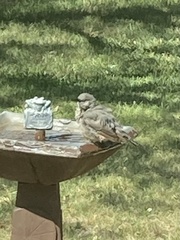 Toxostoma curvirostre