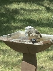 Toxostoma curvirostre