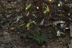 Anigozanthos bicolor decrescens