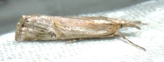 Hednota longipalpella