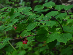 Euonymus macropterus