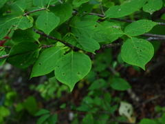 Euonymus macropterus