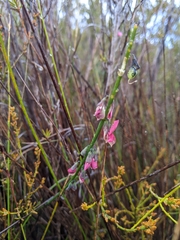 Sphaerolobium rostratum