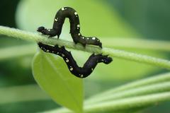 Oraesia emarginata