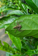 Hamadruas hieroglyphica