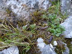 Androsace capitata