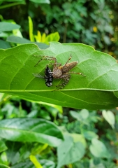 Hamadruas hieroglyphica