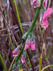 Sphaerolobium rostratum