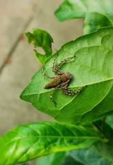 Hamadruas hieroglyphica