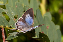 Hemiolaus caeculus caeculus