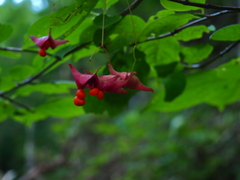 Euonymus macropterus
