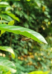 Hamadruas hieroglyphica