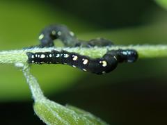 Oraesia emarginata