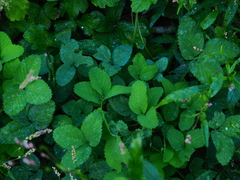 Potentilla centigrana