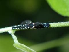 Oraesia emarginata