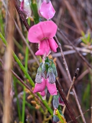 Sphaerolobium rostratum