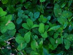 Potentilla centigrana