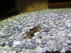 Parasesarma tripectinis