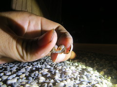 Parasesarma tripectinis