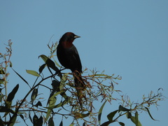 Chrysomus ruficapillus