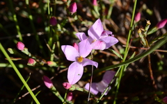Lachnaea uniflora