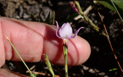 Lachnaea uniflora