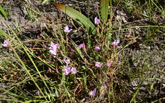 Lachnaea uniflora
