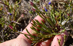 Lachnaea uniflora