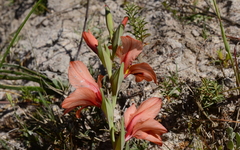 Gladiolus meliusculus