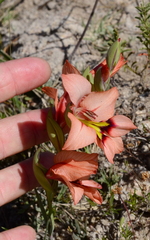 Gladiolus meliusculus