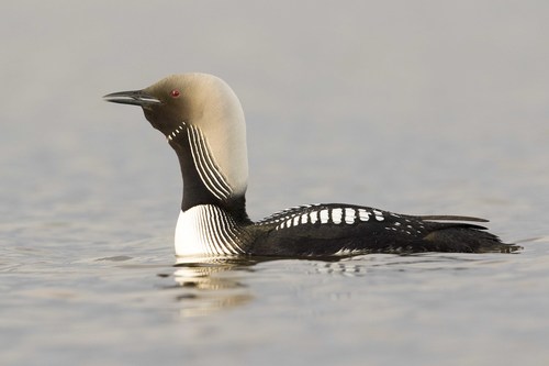 Pacific Loon
