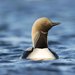 Pacific Loon - Photo (c) Mark Peck, some rights reserved (CC BY-NC-SA)