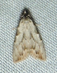 Nola pleurochorda