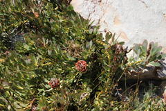 Leucadendron arcuatum
